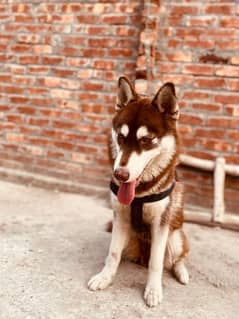 Siberian Husky Female