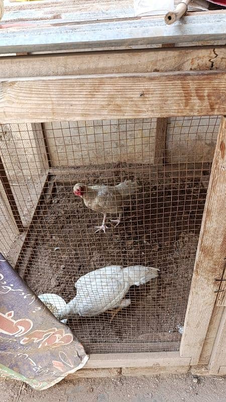 Heera Breeder Pair for Sale 2