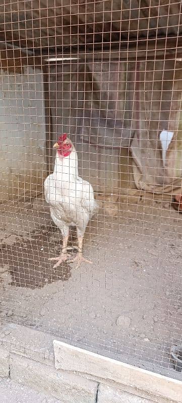 Heera Breeder Pair for Sale 5