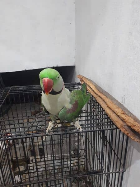 Raw parrot male 0