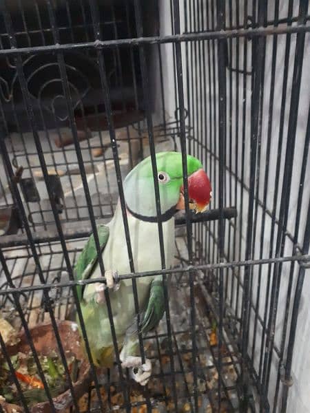 Raw parrot male 3