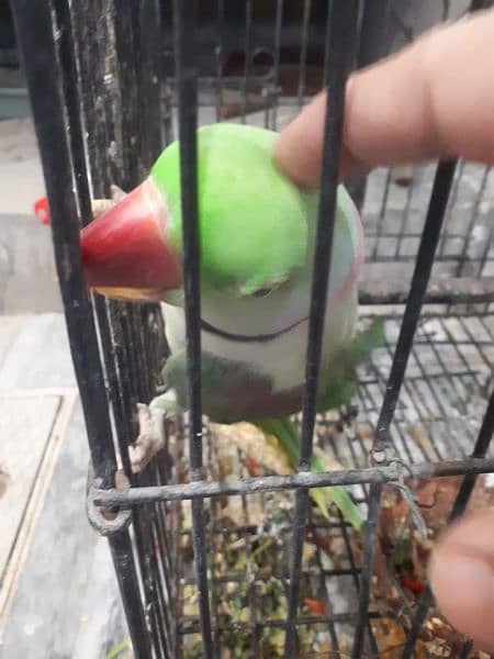 Raw parrot male 5