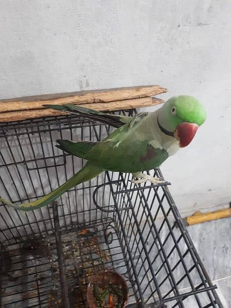 Raw parrot male 8