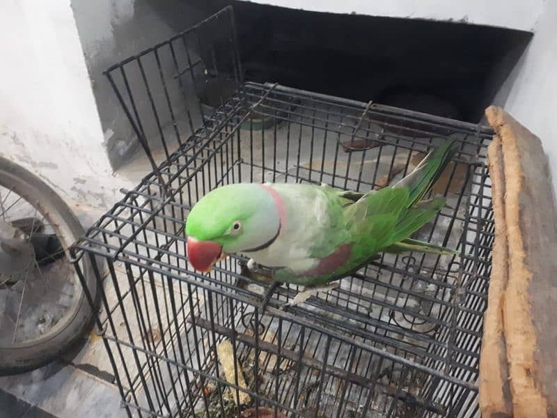 Raw parrot male 9