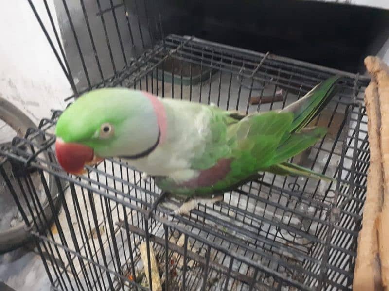 Raw parrot male 10