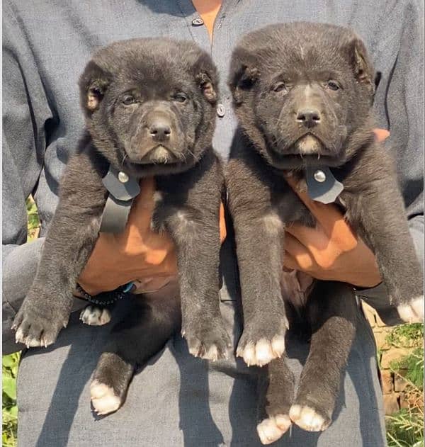 alabai pair full security dogs havey bone for sale 0