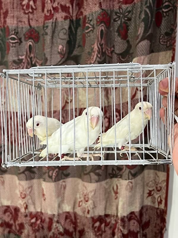 Albino red eyes and creamino available 3