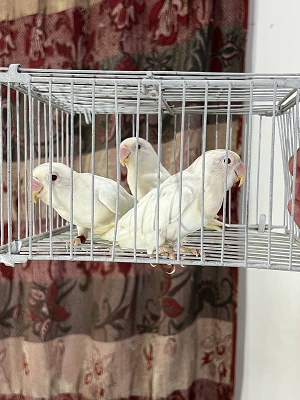 Albino red eyes and creamino available 4