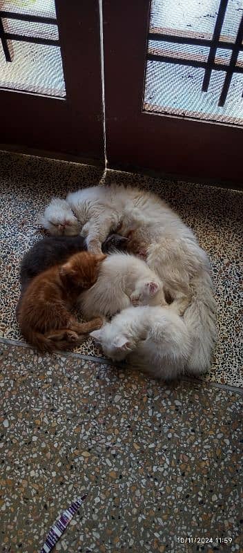 Persian 3 Months Old Kittens 2