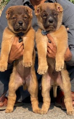 Turkish kangal pair full security dogs havey bone for sale