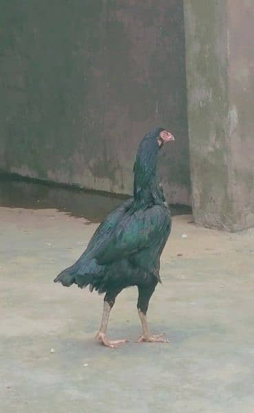 top quality female,s for sale 03094161194 0