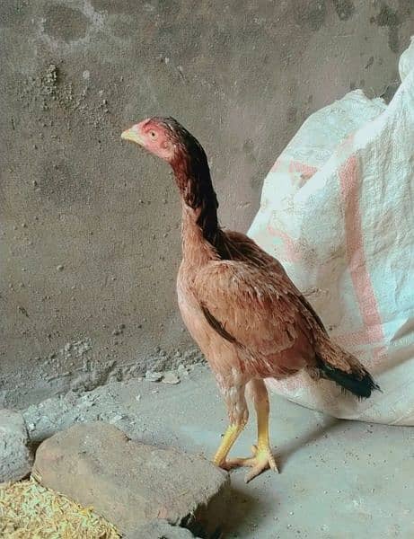 top quality female,s for sale 03094161194 1