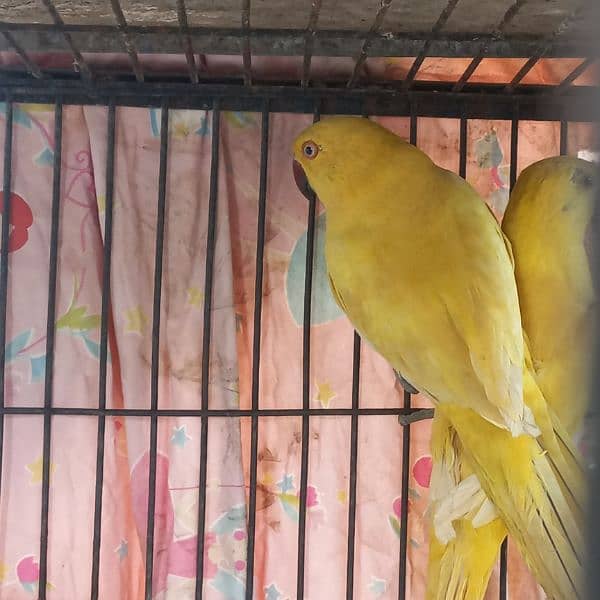 YELLOW RINGNECK 6