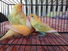 PASTELINO AND DECINO LOVE BIRDS