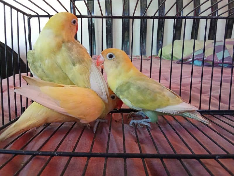 PASTELINO AND DECINO LOVE BIRDS 0