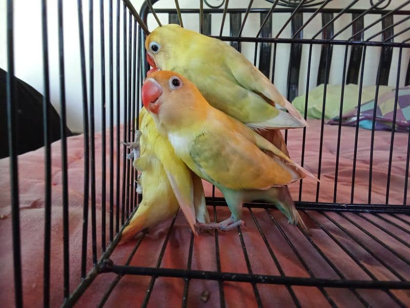 PASTELINO AND DECINO LOVE BIRDS 1