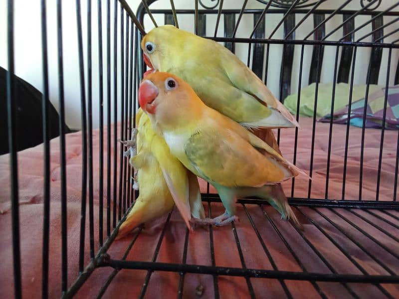 PASTELINO AND DECINO LOVE BIRDS 2