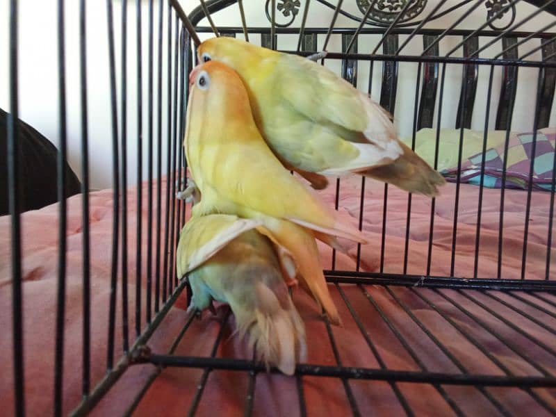 PASTELINO AND DECINO LOVE BIRDS 3