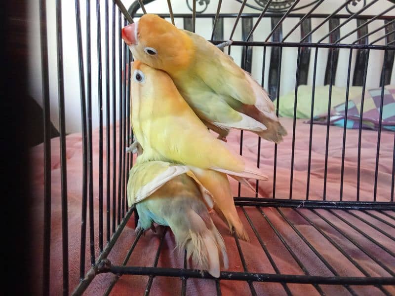 PASTELINO AND DECINO LOVE BIRDS 4