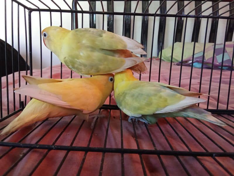 PASTELINO AND DECINO LOVE BIRDS 6