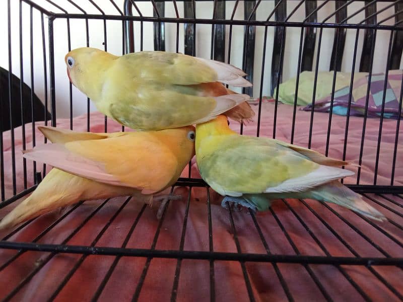 PASTELINO AND DECINO LOVE BIRDS 7