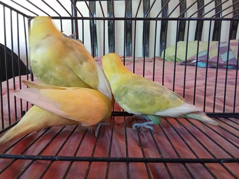 PASTELINO AND DECINO LOVE BIRDS 8