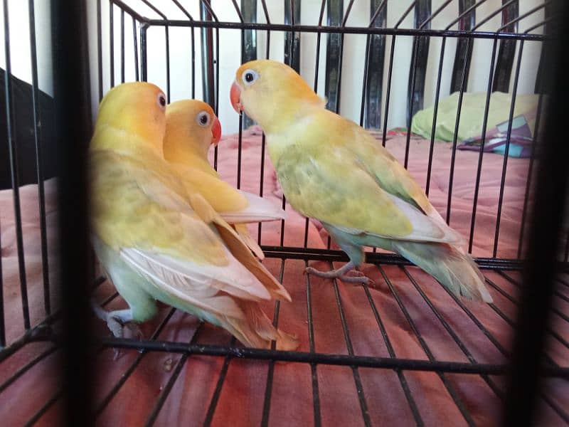 PASTELINO AND DECINO LOVE BIRDS 9