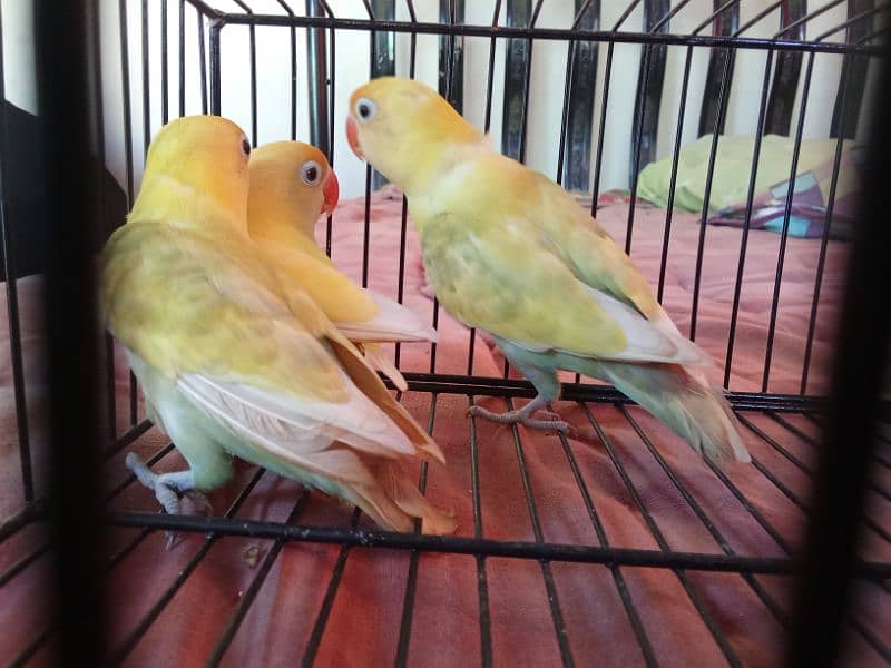 PASTELINO AND DECINO LOVE BIRDS 12