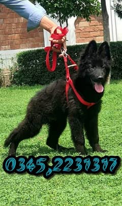 pure black shepherd 0345,223131,7