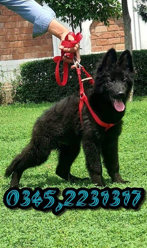 pure black shepherd 0345,223131,7 0