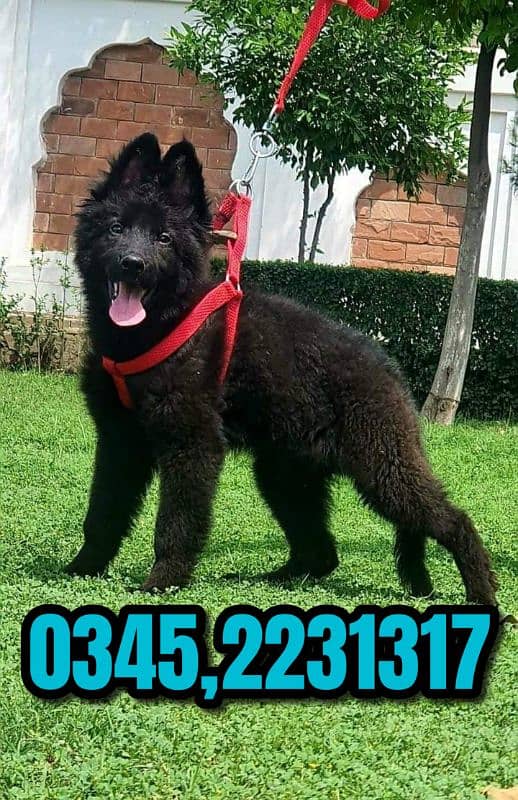 pure black shepherd 0345,223131,7 1