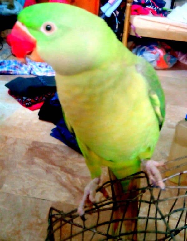 8months Female parrot half speaking 0