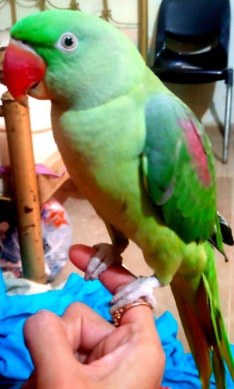 8months Female parrot half speaking 1