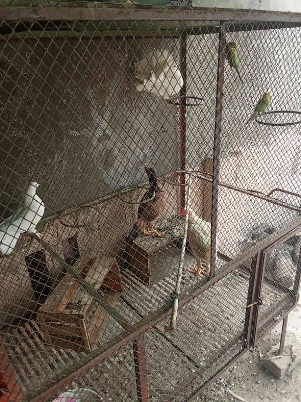 Birds Breeding Cage 1