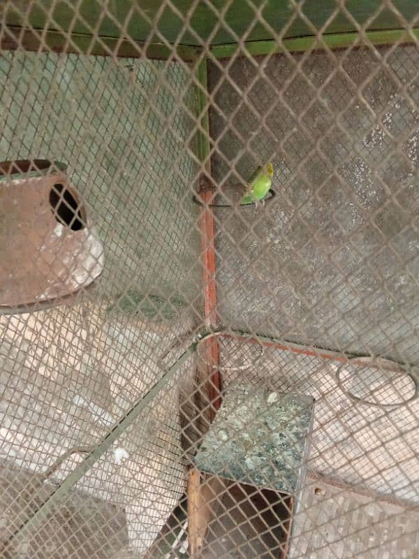 Birds Breeding Cage 2