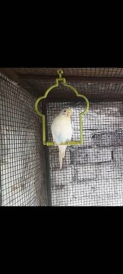 Fully Active budgies parrot For sale Single piece female