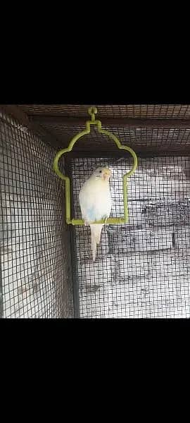 Fully Active budgies parrot For sale Single piece female 0