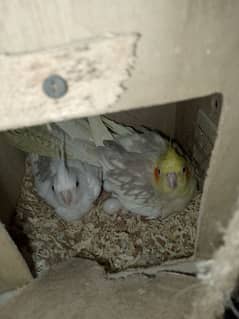 cockatiel pair