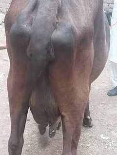 Jersey Sahiwal Cross Cow with fresian Wacha tazi sui