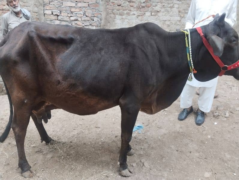 Jersey Sahiwal Cross Cow with fresian Wacha tazi sui 1