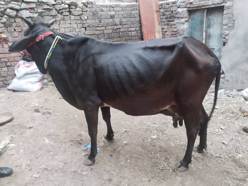 Jersey Sahiwal Cross Cow with fresian Wacha tazi sui 2