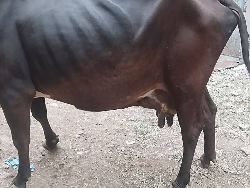 Jersey Sahiwal Cross Cow with fresian Wacha tazi sui 4