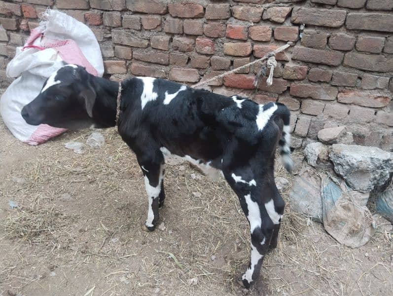 Jersey Sahiwal Cross Cow with fresian Wacha tazi sui 6