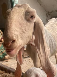 RAJAN PURI GOATS SELL AND 1MONTHS KA BACHA