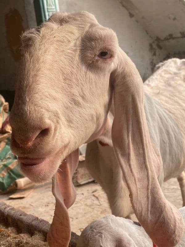 RAJAN PURI GOATS SELL AND 1MONTHS KA BACHA 0