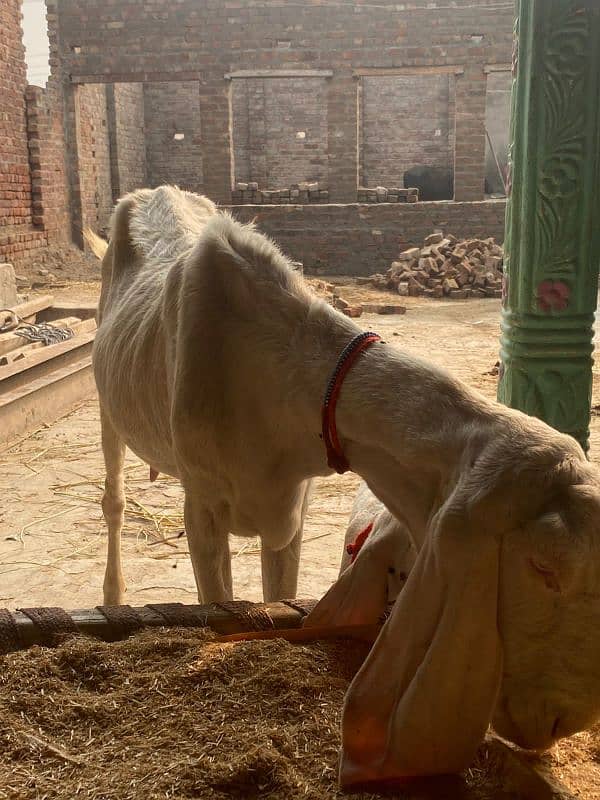 RAJAN PURI GOATS SELL AND 1MONTHS KA BACHA 2