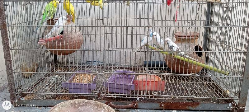 budgies parrots 1