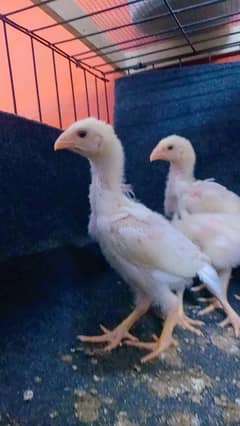 Top Quality Bird King size White Oh Shamo Chick's for sale in Lahore .