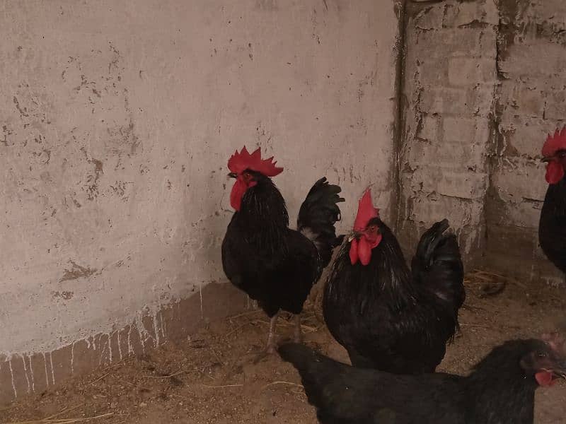 Rir and Australope roosters for sale 0