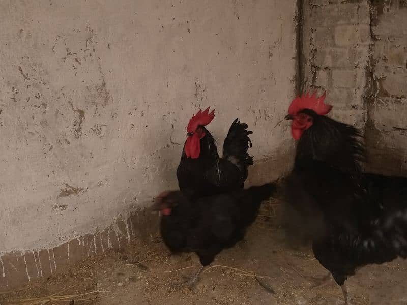 Rir and Australope roosters for sale 1